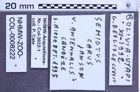 Etikette zu Semiotus carus antennalis (Candèze, 1896) (NHMW-ZOO-COL-0008222)